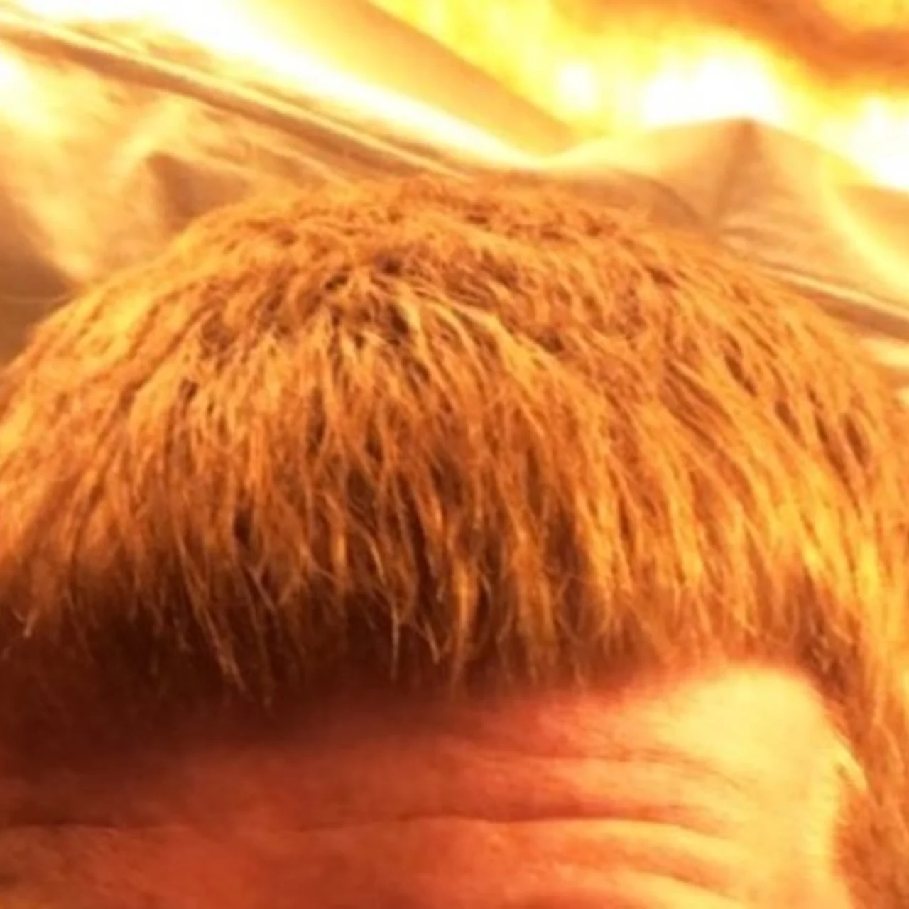 Hard Ginger Cock! - OnlyFans model