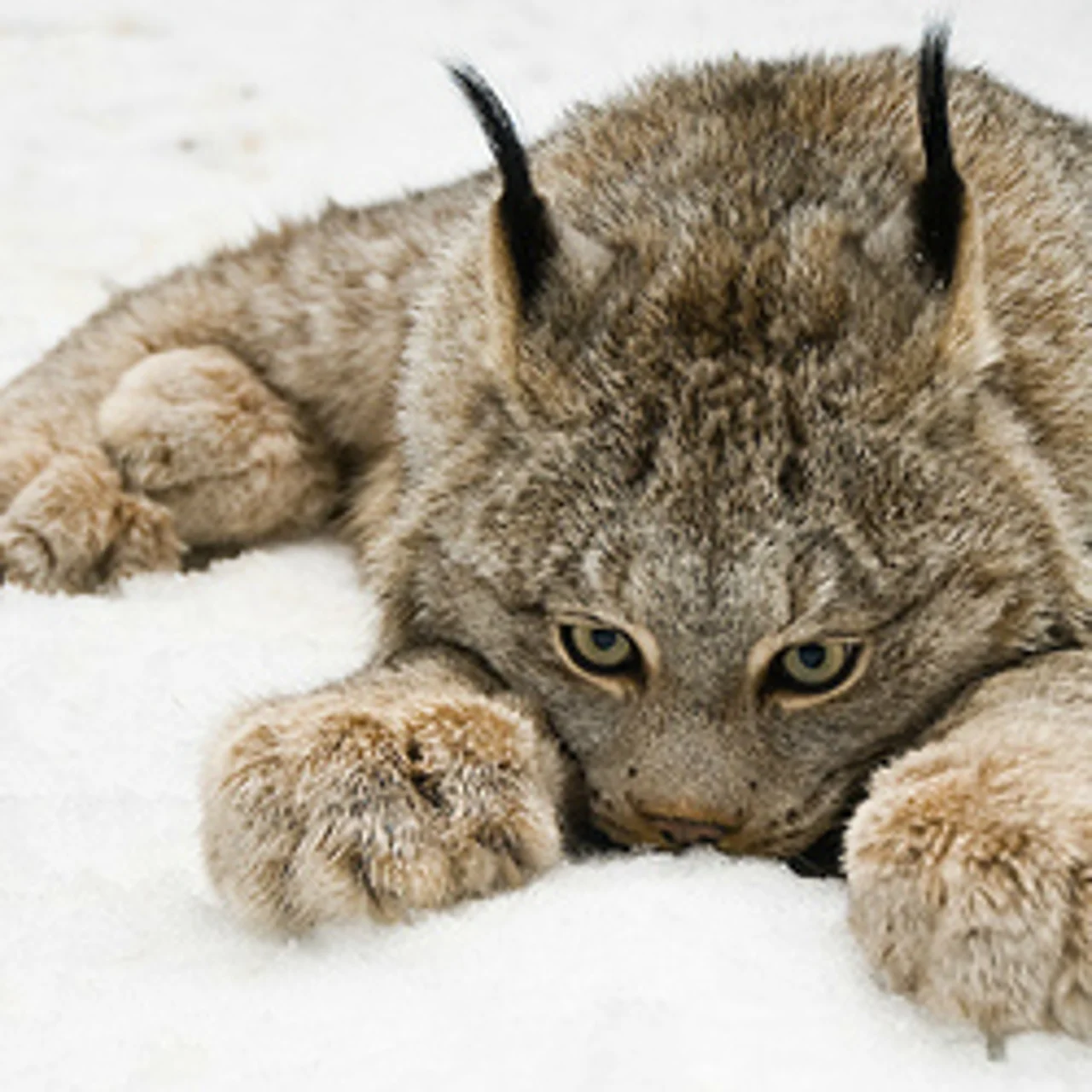 squishylynxie - OnlyFans model